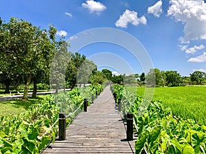 Kaiping Diaolou scenic view