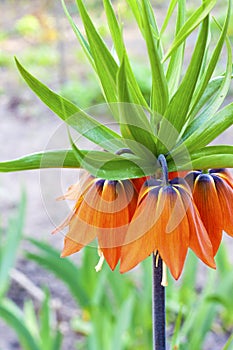 Kaiser crown Fritillaria imperialis flower