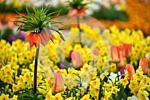 Kaiser`s crown flower garden spring season