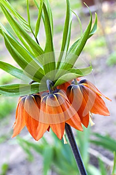 Kaiser's crown (Fritillaria imperialis) flower