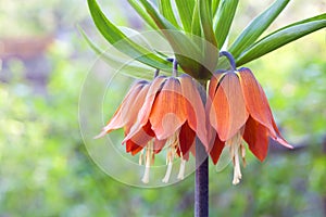 Kaiser's crown (Fritillaria imperialis) flower