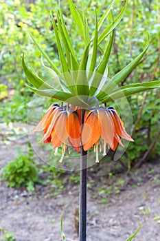Kaiser's crown (Fritillaria imperialis) flower