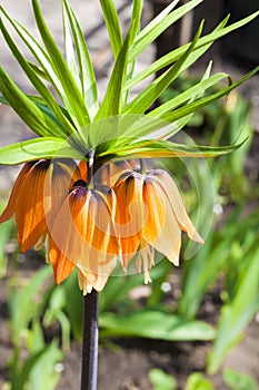 Kaiser`s crown Fritillaria imperialis flower closeup