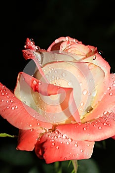 \'Kaiserin Farah\' is a stunning rose variety that showcases a beautiful and enchanting color combination.