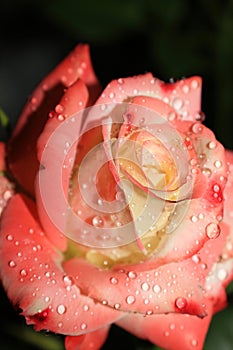 \'Kaiserin Farah\' is a stunning rose variety that showcases a beautiful and enchanting color combination.