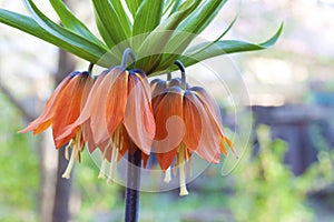 Kaisers crown Fritillaria imperialis flower