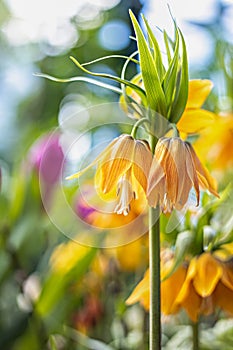 Kaisers crown fritillaria imperialis lutea flower yellow color