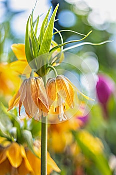 Kaisers crown fritillaria imperialis lutea flower yellow color