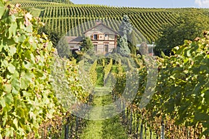 Kaiserstuhl vineyard, Germany