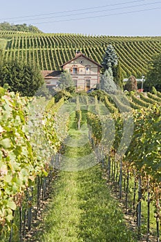 Kaiserstuhl vineyard, Germany