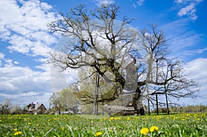 Kaive Oak - the thickest tree in Latvia and in all Baltic States