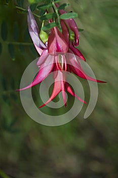 Kaka beak 3 photo