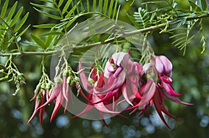 Kaka beak flowers 2 photo