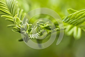 Kaka Beak Leaves - Abstract Nature Background