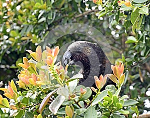 Kaka Bird at Glenfern Bird Sanctuary, Great Barrier Island, NZ