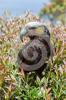 Kaka - bird native to New Zealand photo