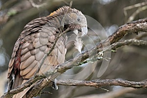 Kaka bird perches on branch with feather in beak photo