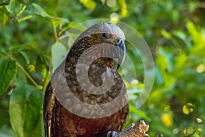 Kaka Brown Parrot Profile Shot