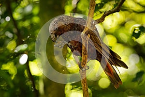Kaka - Nestor meridionalis - endemic parakeet living in forests of New Zealan