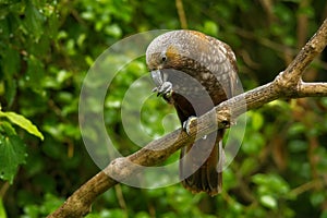 Kaka - Nestor meridionalis - endemic parakeet living in forests of New Zealan photo