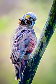 Kaka parrot in the canopy of Stewart Island in New Zealand