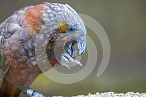 Kaka parrot eating with food in claw