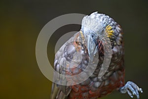Kaka parrot eating with food in claw