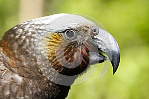 Kaka Parrot in New Zealand forest photo