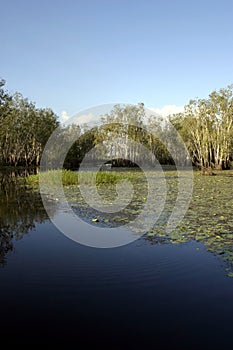 Kakadu Billabong