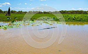 Kakadu Large Saltwater Crocodile