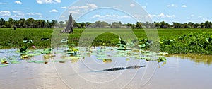 Kakadu Large Saltwater Crocodile