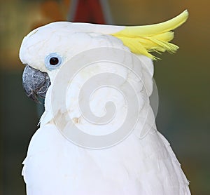 Kakadu parrot