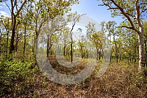 Kakadu Savanna Woodlands