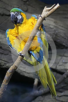 Kakadu Yellow Parrot wild nature tropic photo