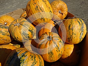 Kakai pumpkin, Cucurbita pepo