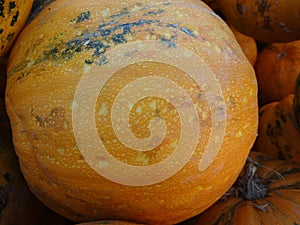 Kakai pumpkin, Cucurbita pepo