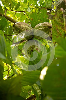 Kakao tree produces dense fruit photo