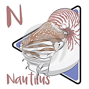 Nautilus is an ancient pelagic marine mollusks. photo