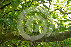 Kakariki Green Parakeet On Branch