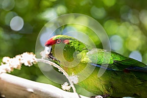 Kakariki Green Parakeet Eating