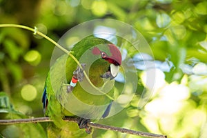 Kakariki Green Parakeet Holding Leaves