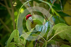 Kakariki Green Parakeet With Leaves In Mouth