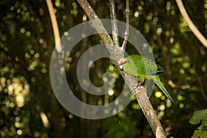 Kakariki Green Parakeet New Zealand Bird