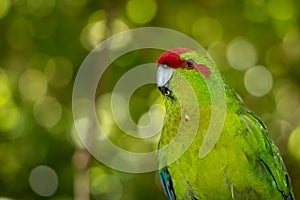 Kakariki Green Parakeet Portrait