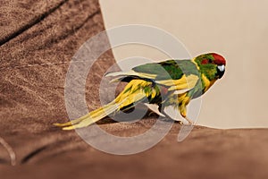 kakariki. red-crowned parakeet. cyanoramphus. home parrot on the edge of the sofa