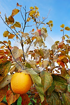 Kaki fruit on it's tree