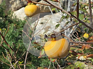 Kaki fruit on the tree on Cyprus