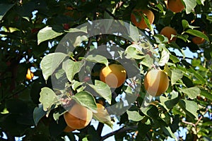 Kaki tree