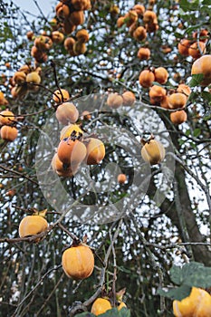 Kaki tree ripe fruits