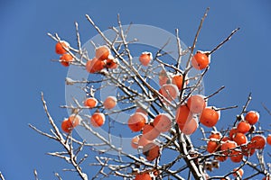 Kaki tree in winter photo